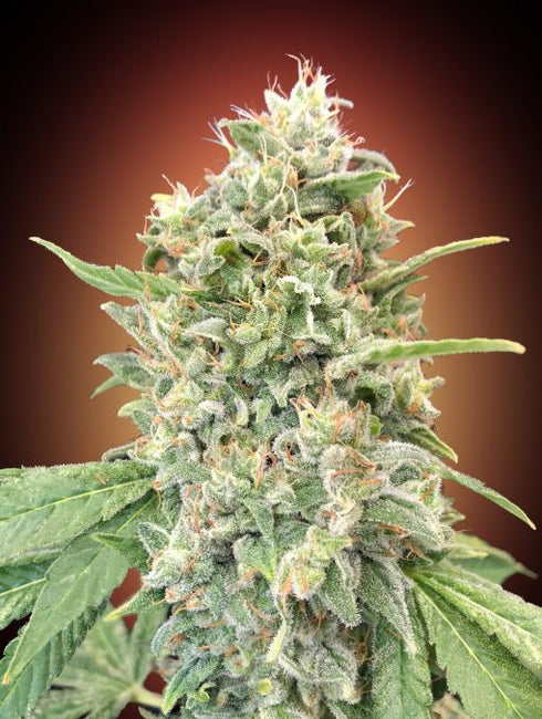 Advanced Seeds - Strawberry Banana